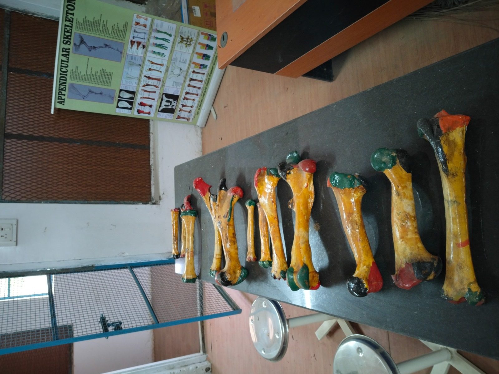 Anatomy And Histology